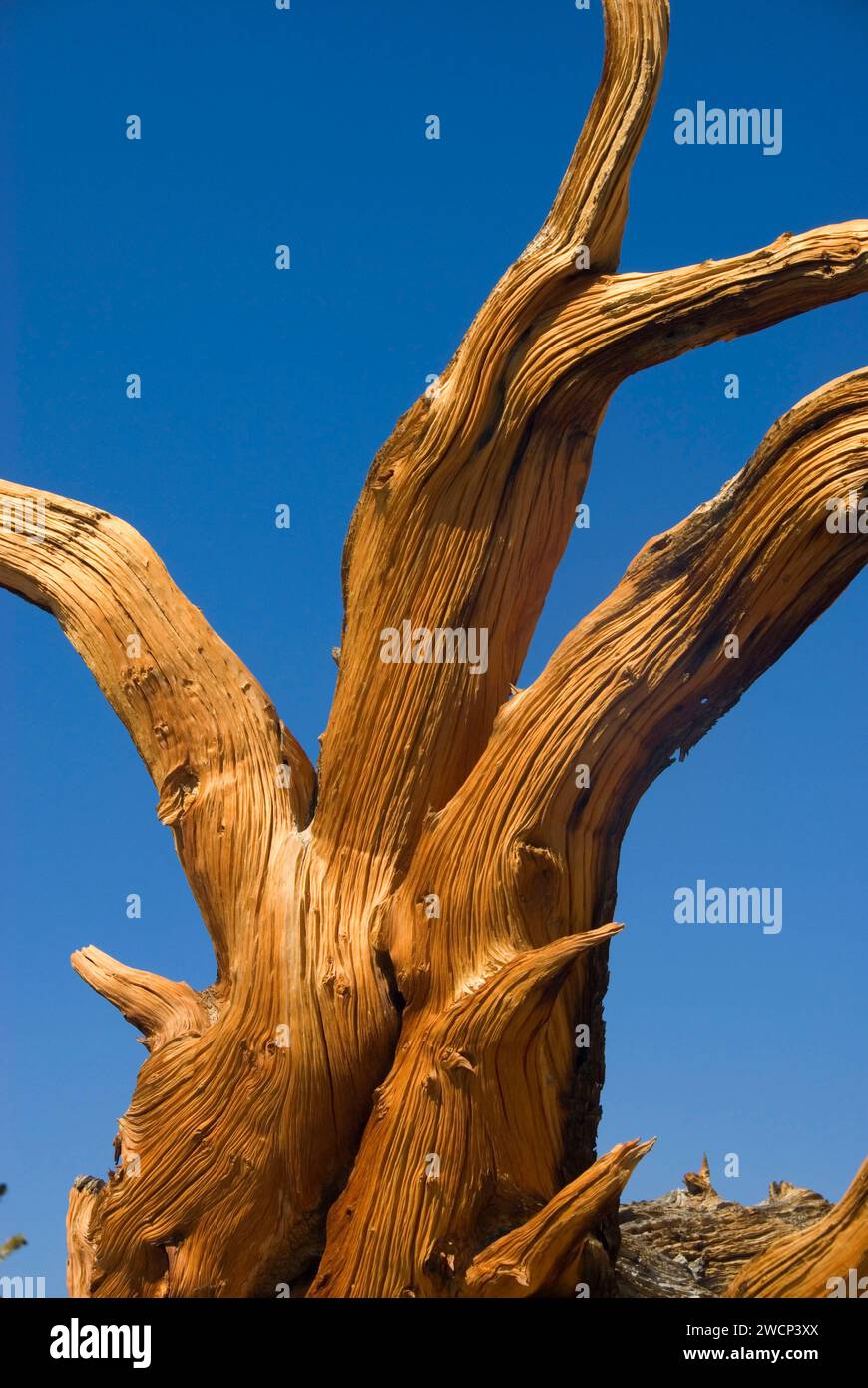 Bristlecone Pine Grove, ancien Patriarche de Bristlecone Pine Forest, ancien Bristlecone National Scenic Byway, Inyo National Forest, Californie Banque D'Images