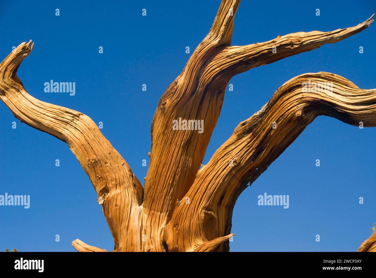 Bristlecone Pine Grove, ancien Patriarche de Bristlecone Pine Forest, ancien Bristlecone National Scenic Byway, Inyo National Forest, Californie Banque D'Images