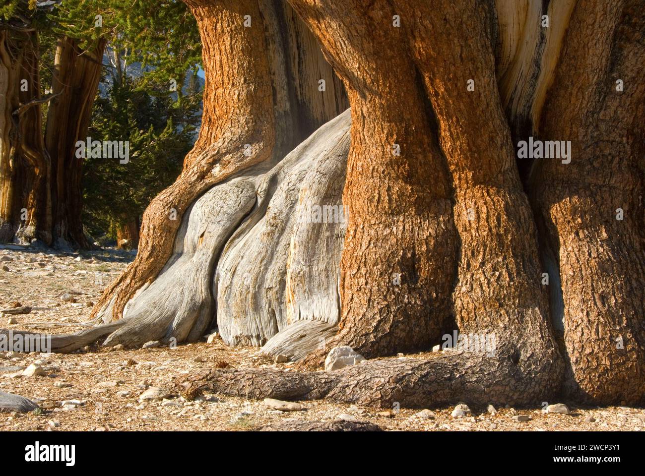 Arbre généalogique patriarche, ancienne Bristlecone Pine Forest, ancien Bristlecone National Scenic Byway, Inyo National Forest, Californie Banque D'Images