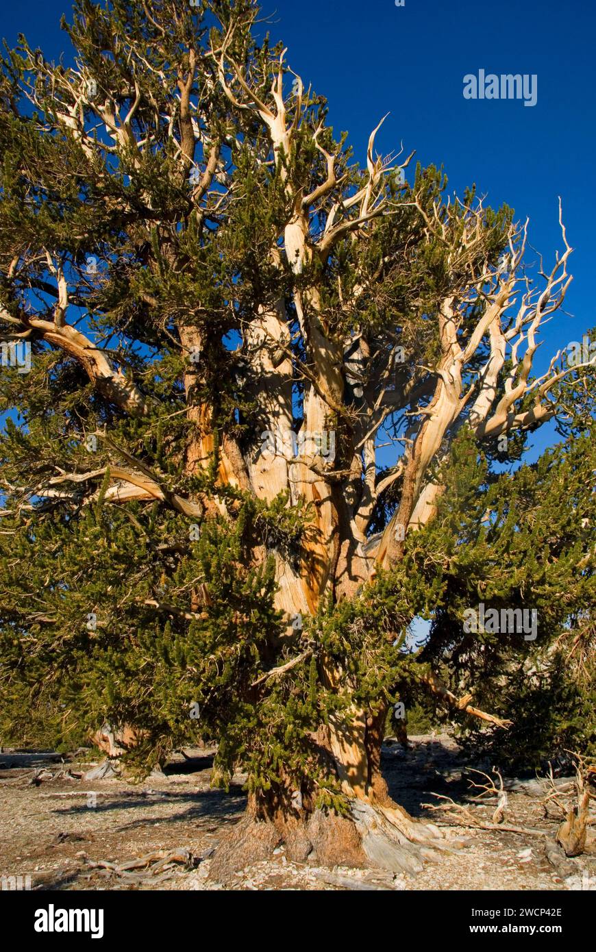 Bristlecone Pine Grove, ancien Patriarche de Bristlecone Pine Forest, ancien Bristlecone National Scenic Byway, Inyo National Forest, Californie Banque D'Images