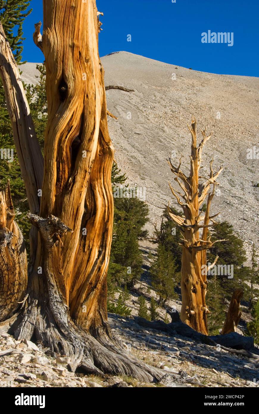 Bristlecone Pine Grove, ancien Patriarche de Bristlecone Pine Forest, ancien Bristlecone National Scenic Byway, Inyo National Forest, Californie Banque D'Images