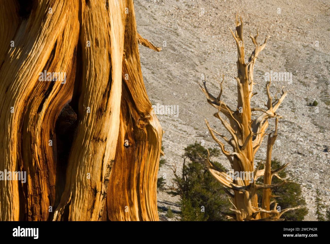 Bristlecone Pine Grove, ancien Patriarche de Bristlecone Pine Forest, ancien Bristlecone National Scenic Byway, Inyo National Forest, Californie Banque D'Images