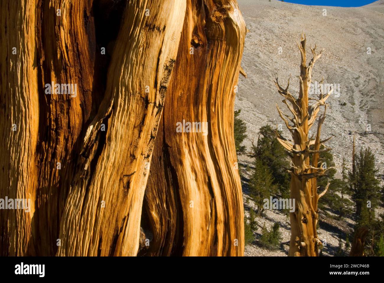 Bristlecone Pine Grove, ancien Patriarche de Bristlecone Pine Forest, ancien Bristlecone National Scenic Byway, Inyo National Forest, Californie Banque D'Images