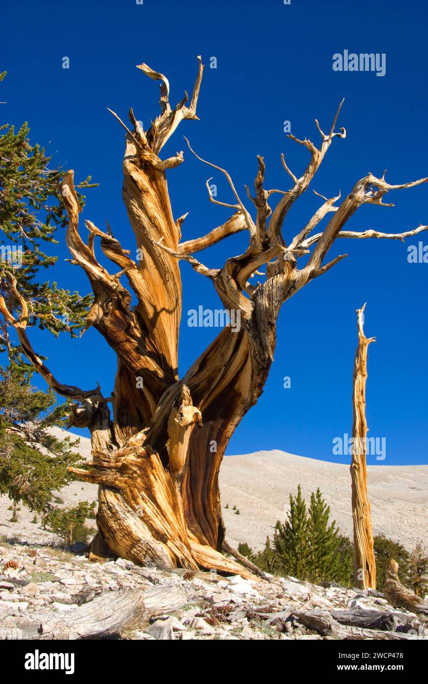 Bristlecone Pine Grove, ancien Patriarche de Bristlecone Pine Forest, ancien Bristlecone National Scenic Byway, Inyo National Forest, Californie Banque D'Images