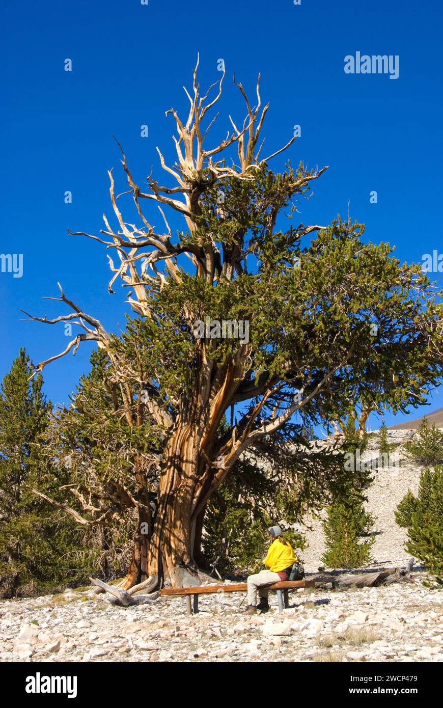 Bristlecone Pine Grove, ancien Patriarche de Bristlecone Pine Forest, ancien Bristlecone National Scenic Byway, Inyo National Forest, Californie Banque D'Images