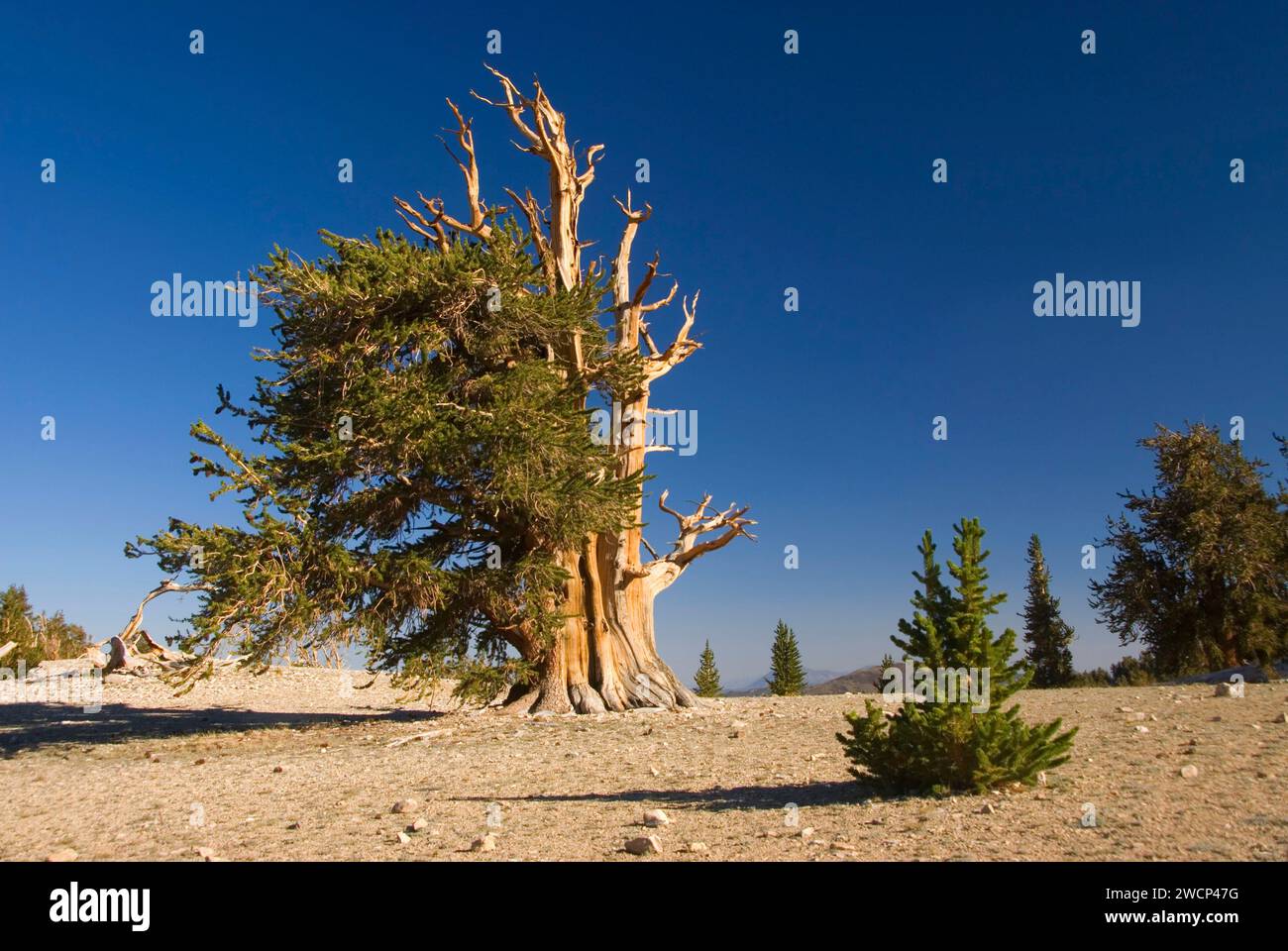 Bristlecone Pine Grove, ancien Patriarche de Bristlecone Pine Forest, ancien Bristlecone National Scenic Byway, Inyo National Forest, Californie Banque D'Images