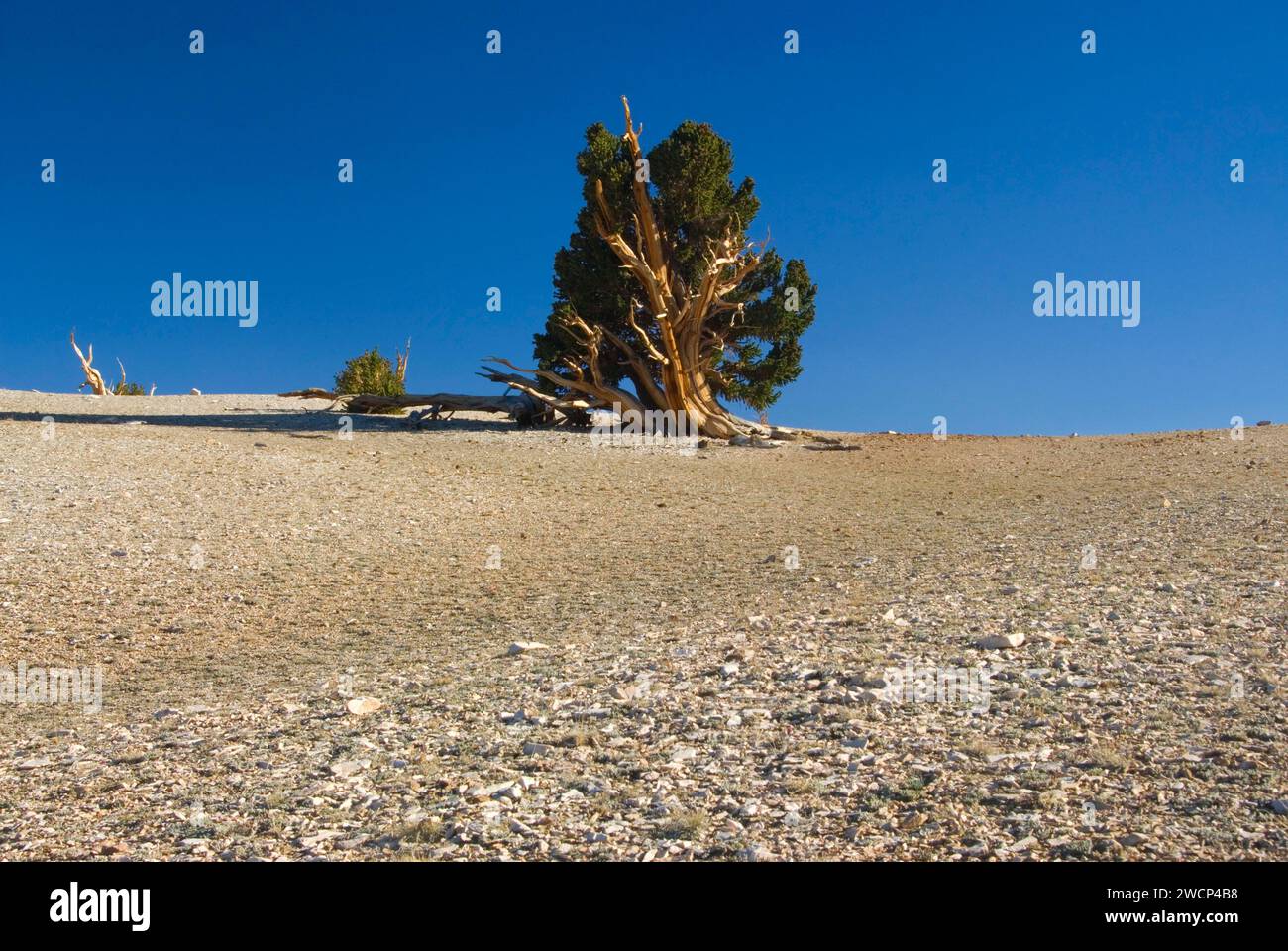 Bristlecone Pine Grove, ancien Patriarche de Bristlecone Pine Forest, ancien Bristlecone National Scenic Byway, Inyo National Forest, Californie Banque D'Images