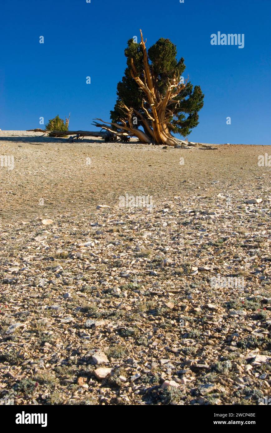 Bristlecone Pine Grove, ancien Patriarche de Bristlecone Pine Forest, ancien Bristlecone National Scenic Byway, Inyo National Forest, Californie Banque D'Images