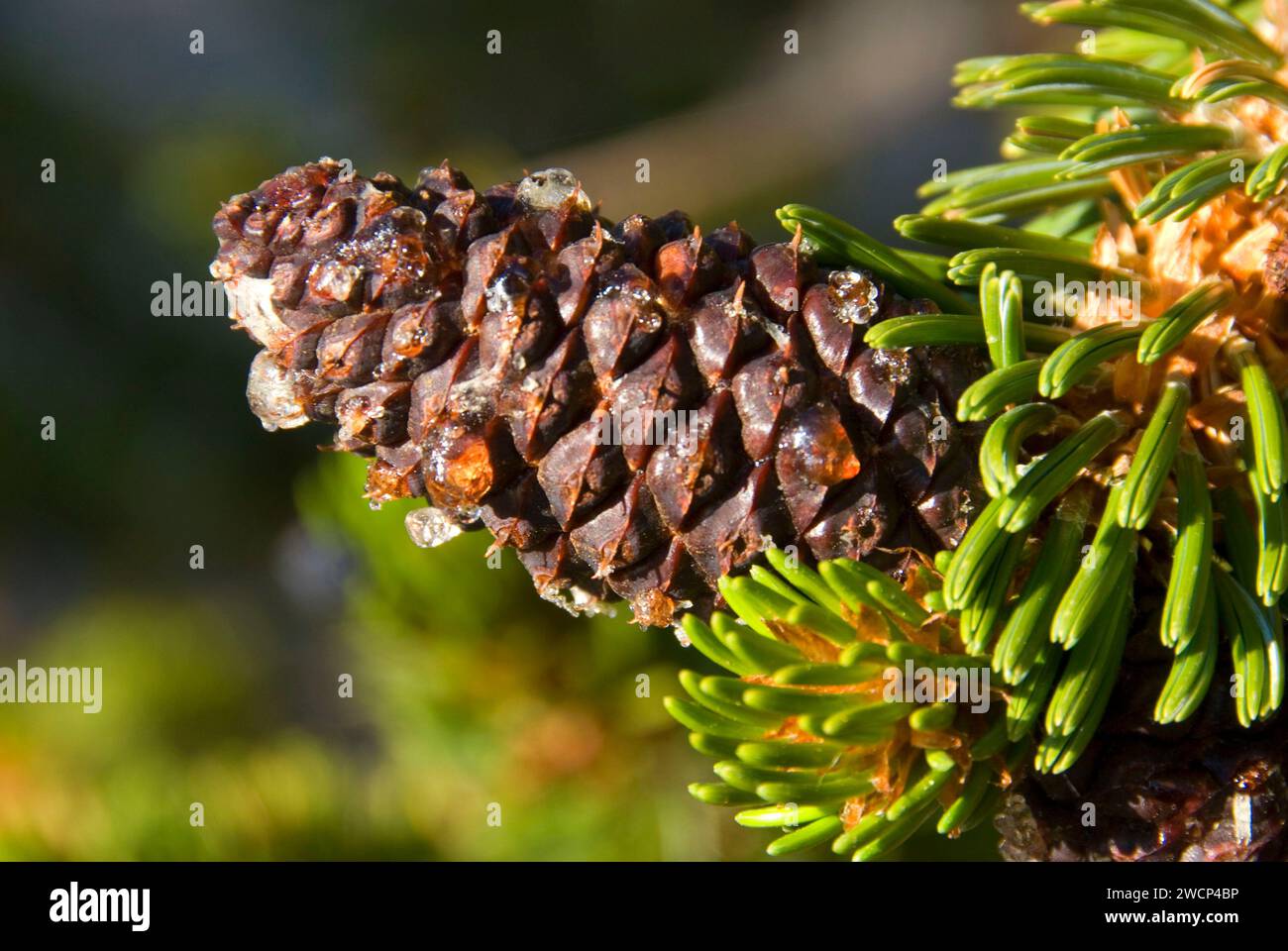 Pinecone, ancienne forêt de pins de Bristlecone, ancienne route panoramique nationale de Bristlecone, forêt nationale d'Inyo, Californie Banque D'Images