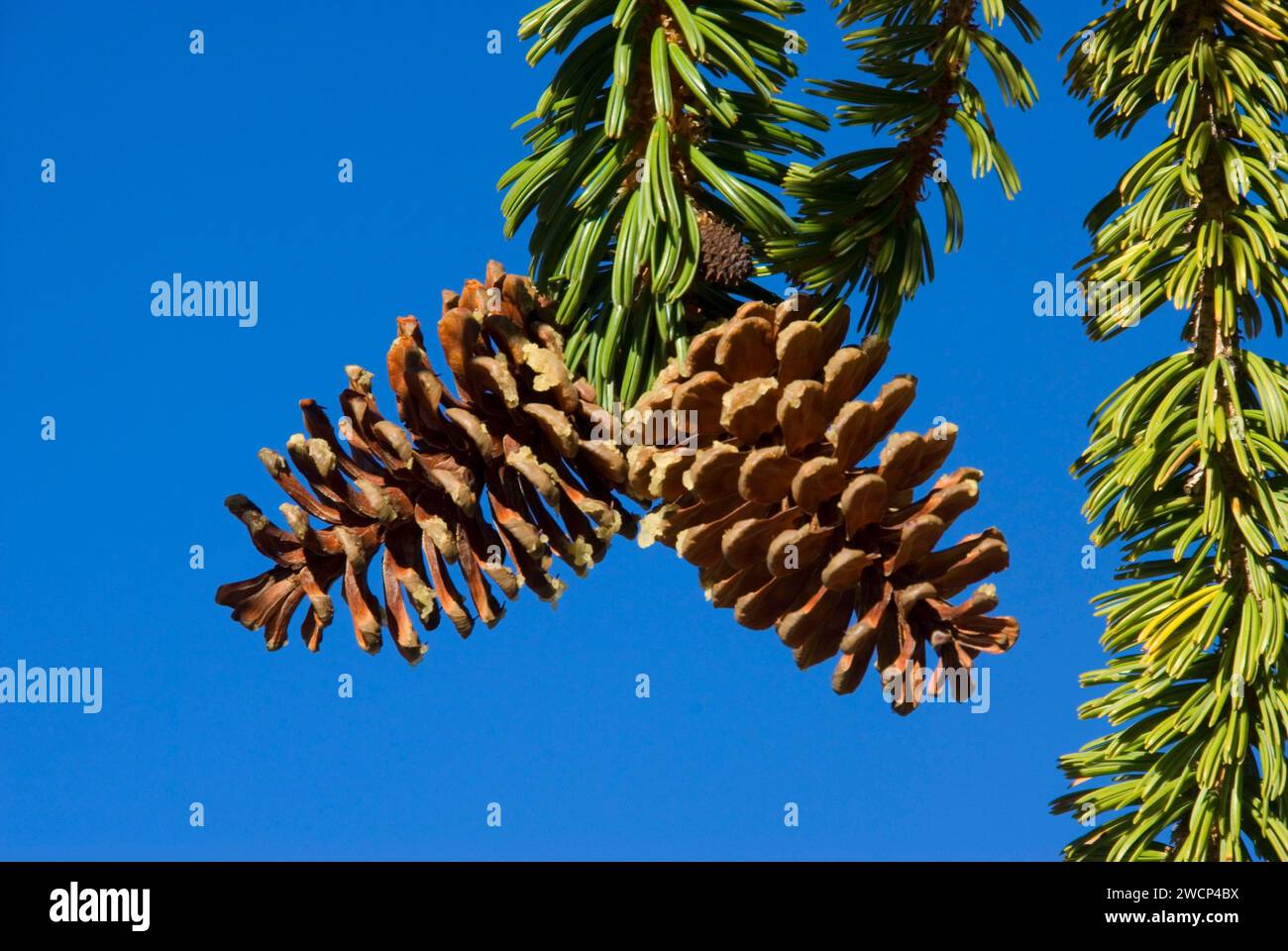 Pinecone, ancienne forêt de pins de Bristlecone, ancienne route panoramique nationale de Bristlecone, forêt nationale d'Inyo, Californie Banque D'Images