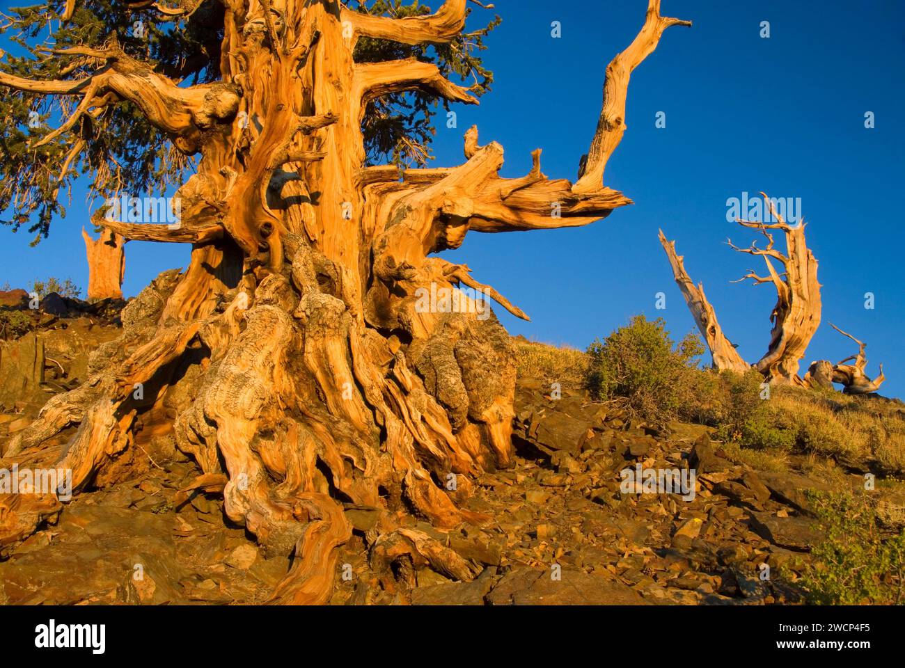 Bristlecone Pine, ancienne Bristlecone Pine Forest, ancien Bristlecone National Scenic Byway, Inyo National Forest, Californie Banque D'Images