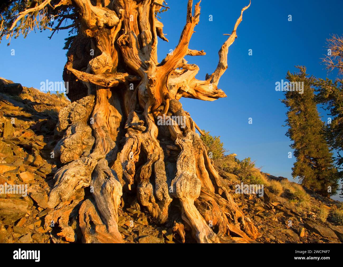 Bristlecone Pine, ancienne Bristlecone Pine Forest, ancien Bristlecone National Scenic Byway, Inyo National Forest, Californie Banque D'Images