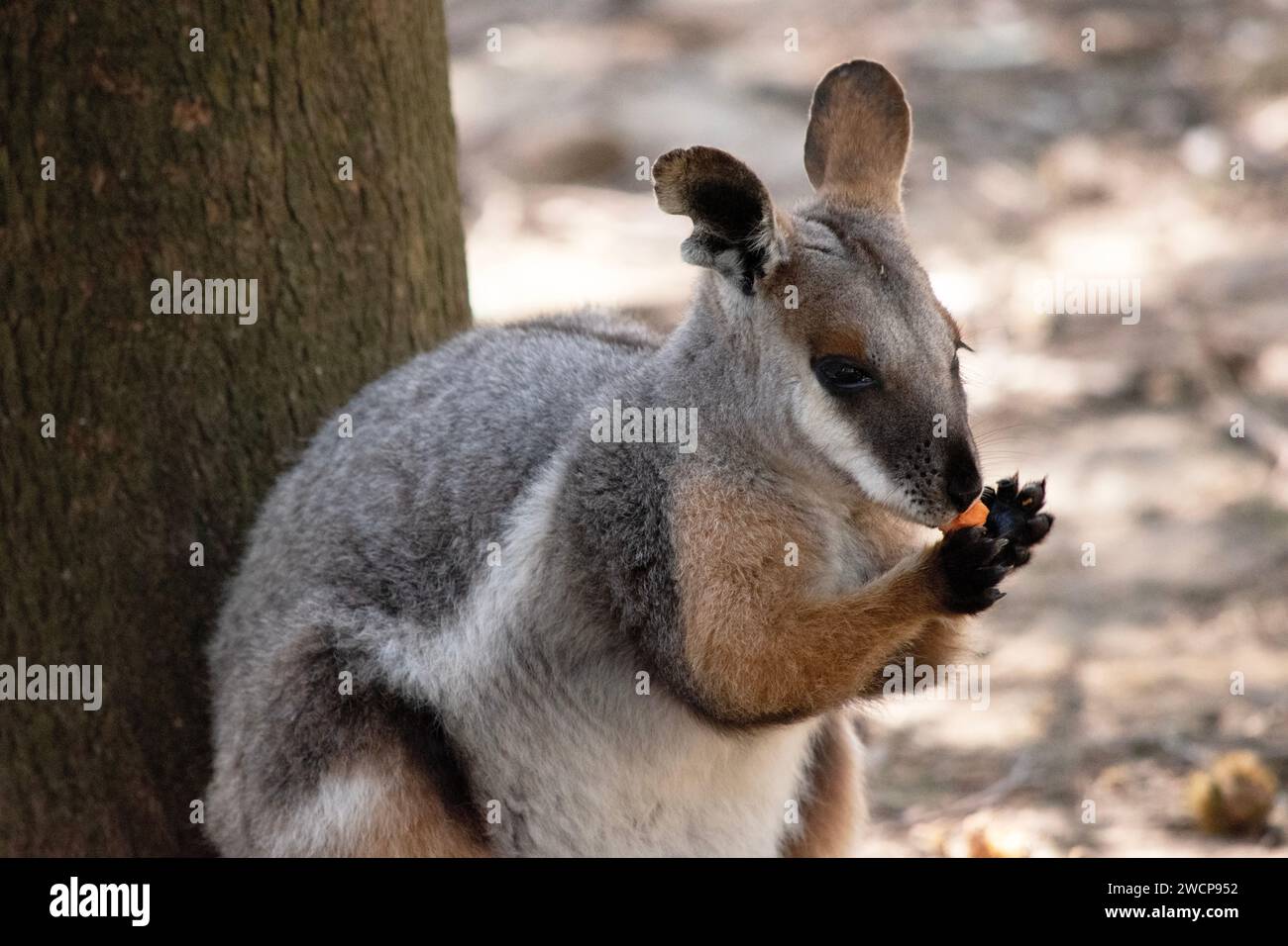 Le Yellow-foot Rock-wallaby est de couleur vive avec une bande de joue blanche et des oreilles orange Banque D'Images