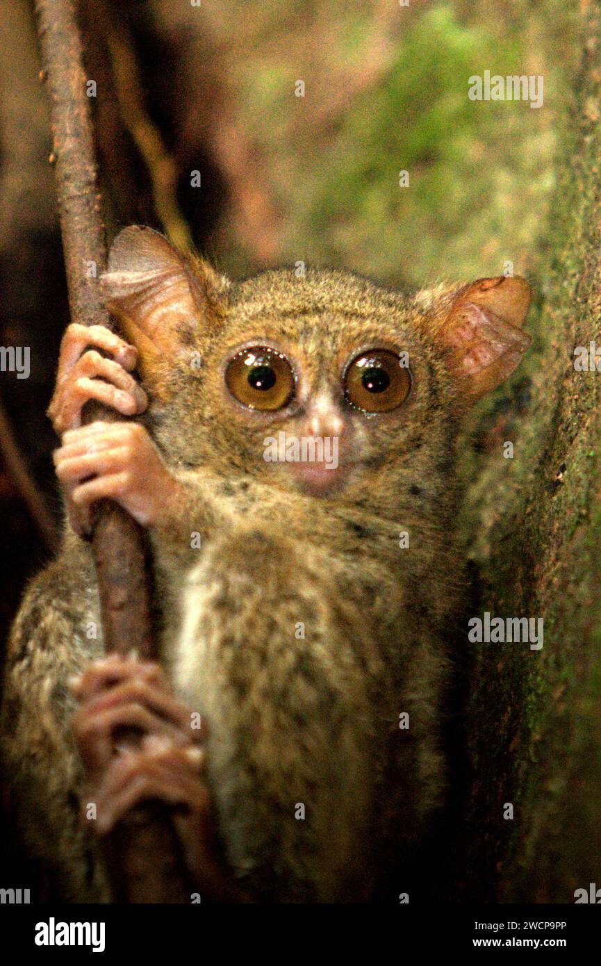 Un tarsier spectral de Gursky (Tarsius spectromgurskyae) est visible en plein jour sur son arbre de nidification, une anomalie de ce primate nocturne vivant dans la forêt tropicale de la réserve naturelle de Tangkoko, Sulawesi du Nord, en Indonésie. La conservation des primates est un défi comportemental et, en tant que tel, nécessite des solutions éclairées sur le plan comportemental, selon une équipe de scientifiques dirigée par Harry Hilser dans leur article de 2023 publié par International Journal of Primatology. Il faut aussi, ont-ils écrit, « Une stratégie holistique d'éducation, de renforcement des capacités et de conservation communautaire s'appuie sur un mélange de connaissances de... Banque D'Images