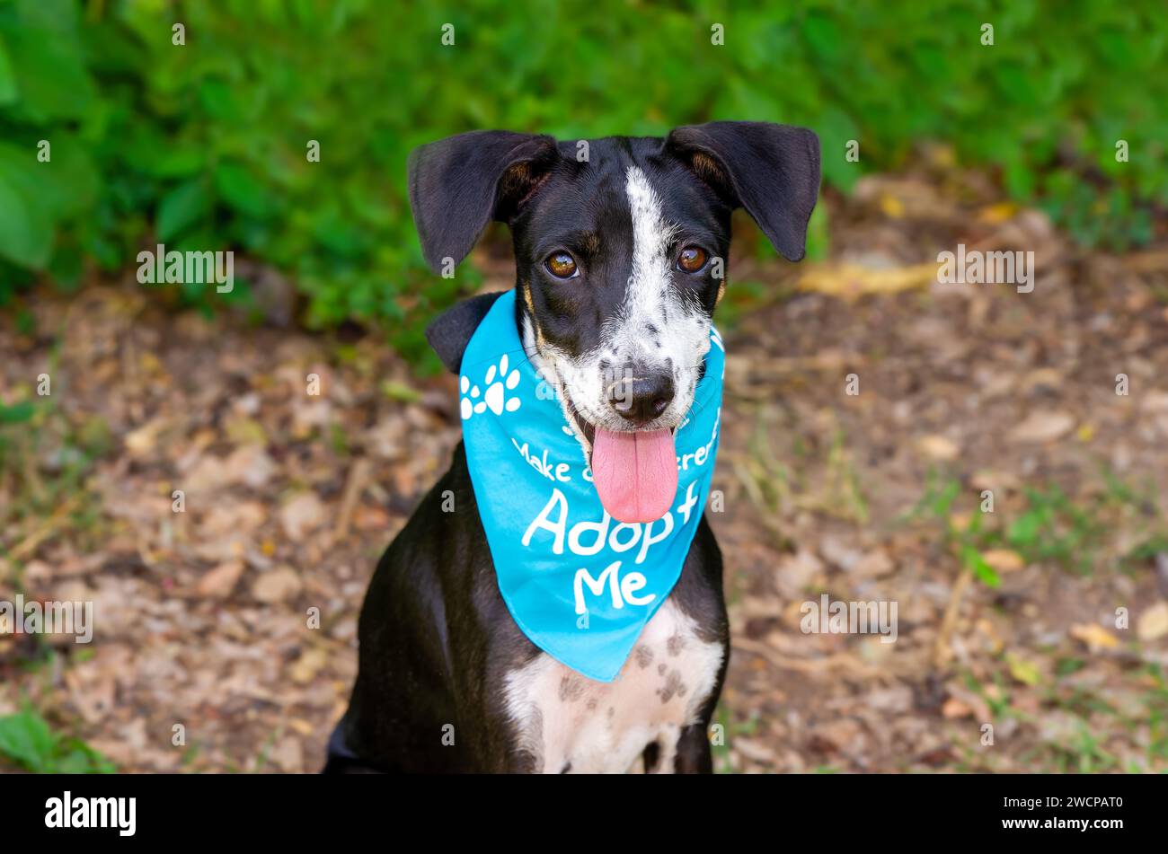 Un chien animal de sauvetage mignon est à la recherche d'une adoption Banque D'Images