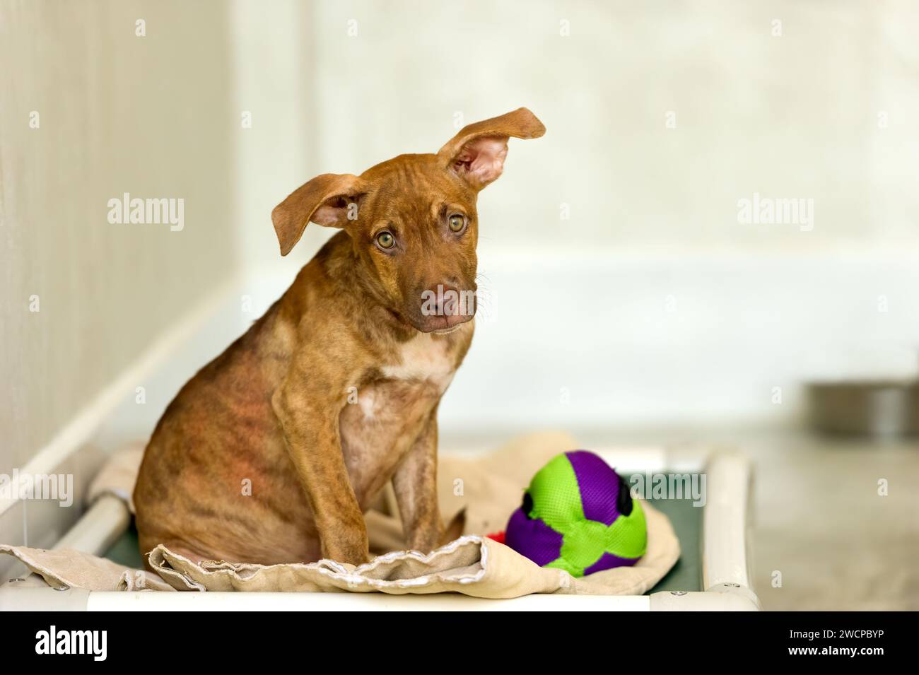 Un chien de sauvetage mignon est à la recherche d'une adoption dans un refuge pour animaux Banque D'Images