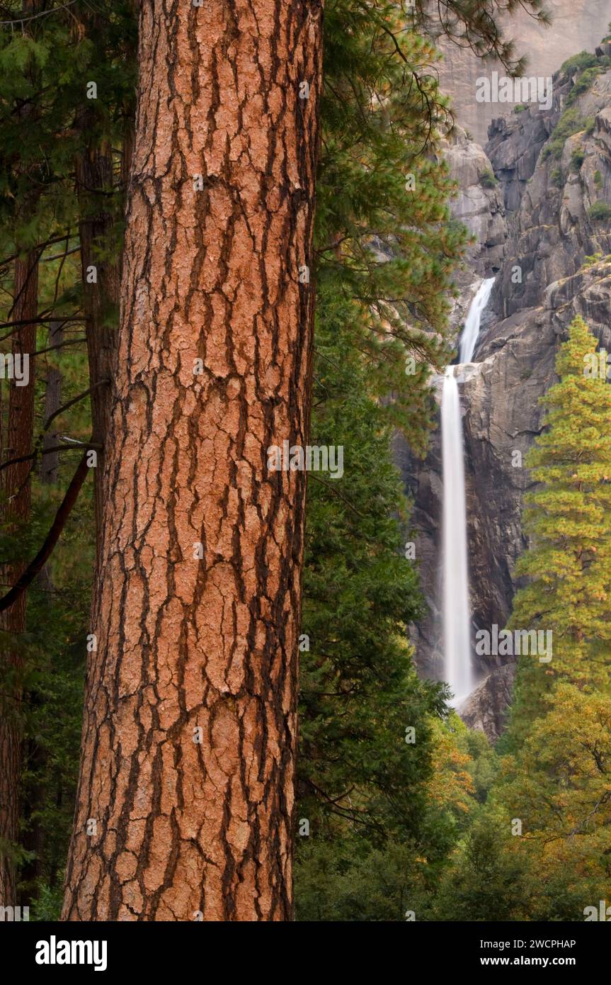 Lower Yosemite Falls avec le pin Ponderosa, parc national de Yosemite, Californie Banque D'Images