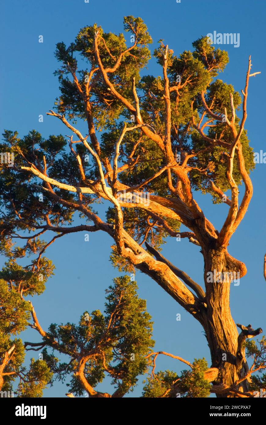 Le pin de Jeffrey, Ebbetts Pass National Scenic Byway, forêt nationale Stanislaus, Californie Banque D'Images