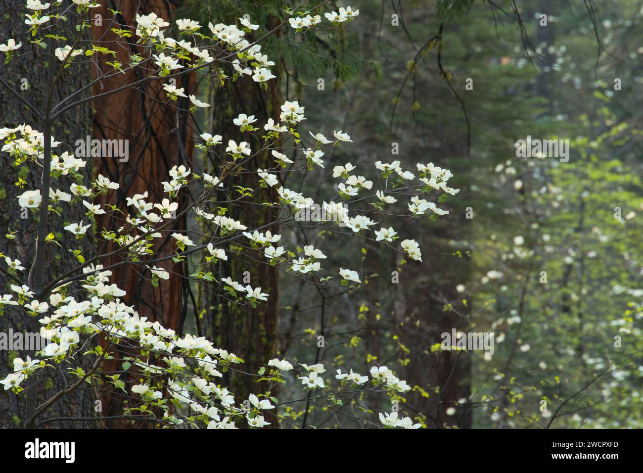Le cornouiller, parc d'État Calaveras Big Trees, Ebbetts Pass National Scenic Byway, Californie Banque D'Images