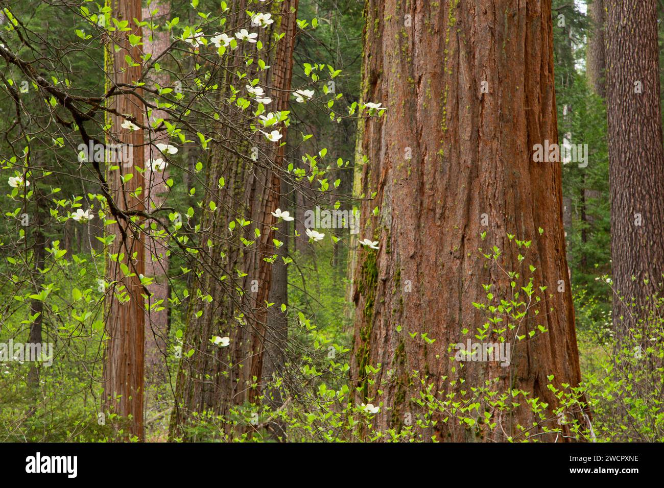 Cornouille du Pacifique avec séquoia à North Grove, parc national Calaveras Big Trees, Ebbetts Pass National Scenic Byway, Californie Banque D'Images