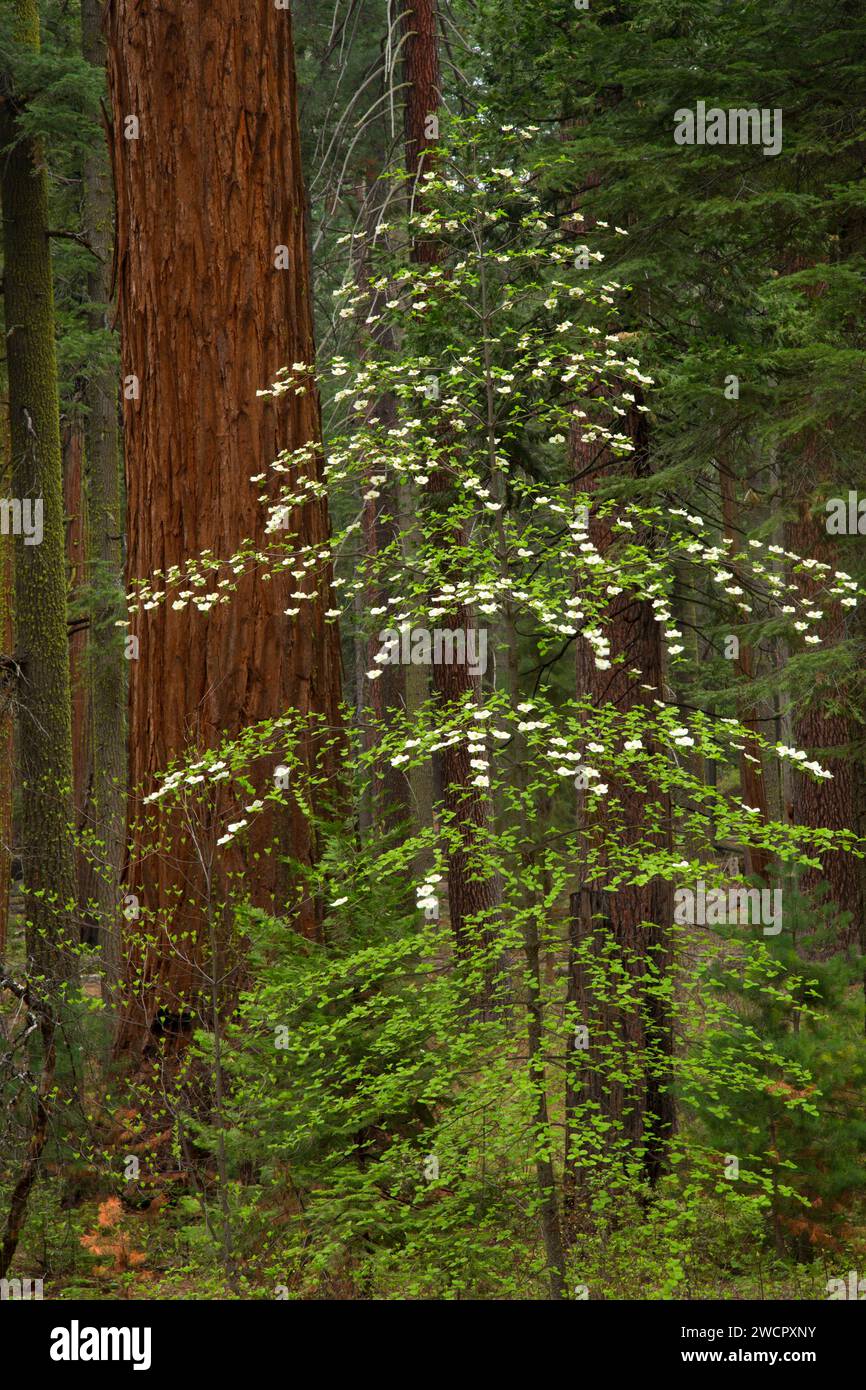 Cornouille du Pacifique avec séquoia à North Grove, parc national Calaveras Big Trees, Ebbetts Pass National Scenic Byway, Californie Banque D'Images