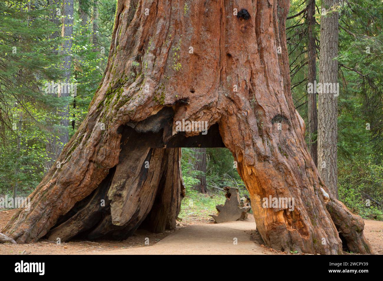 Pioneer Cabin Tree, Calaveras Big Trees State Park, Ebbetts Pass National Scenic Byway, Californie Banque D'Images