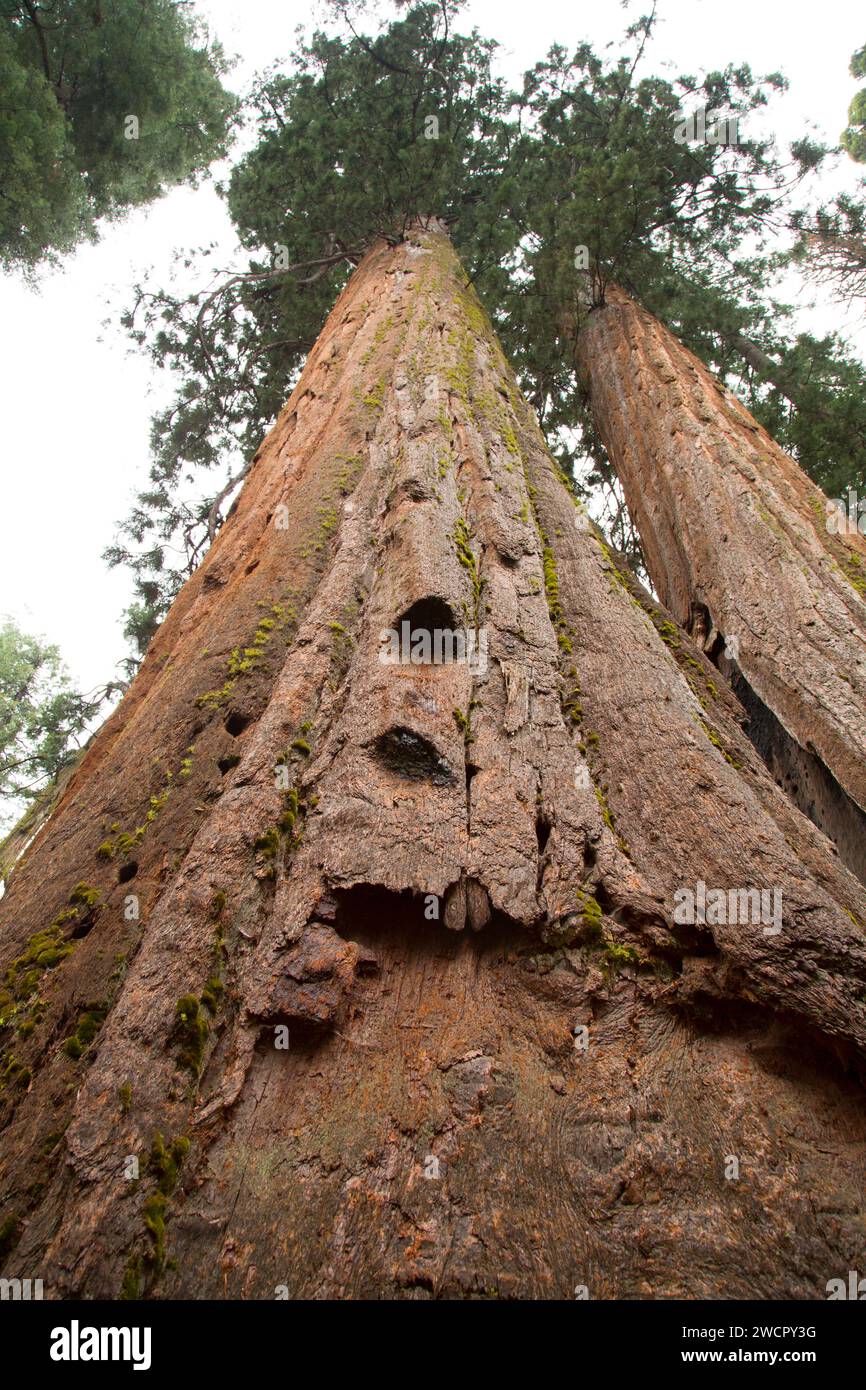 En Amérique du Sequoia Grove, parc d'État Calaveras Big Trees, Ebbetts Pass National Scenic Byway, Californie Banque D'Images