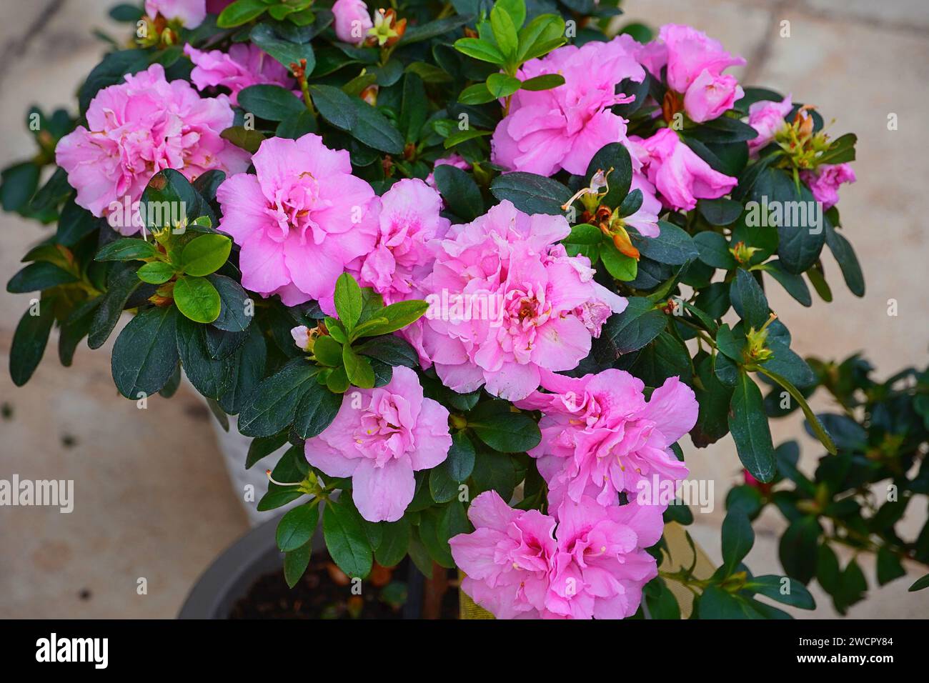 Fleurs roses Azalea dans un magasin de fleurs à Athènes, Grèce Banque D'Images