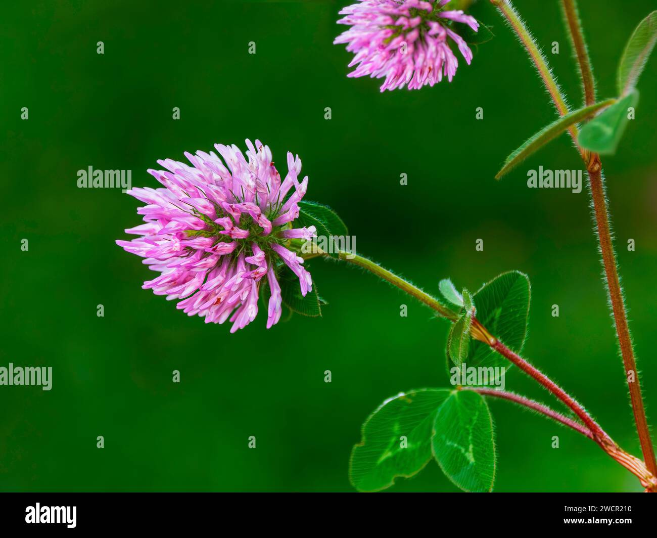 Le trèfle rouge (Trifolium pratense) fleurit sur fond vert. Banque D'Images
