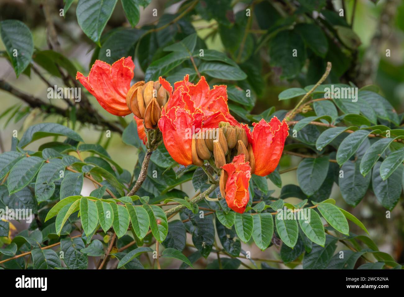 Spathodea campanulata ou tulipe africaine, plante envahissante au Costa Rica Banque D'Images