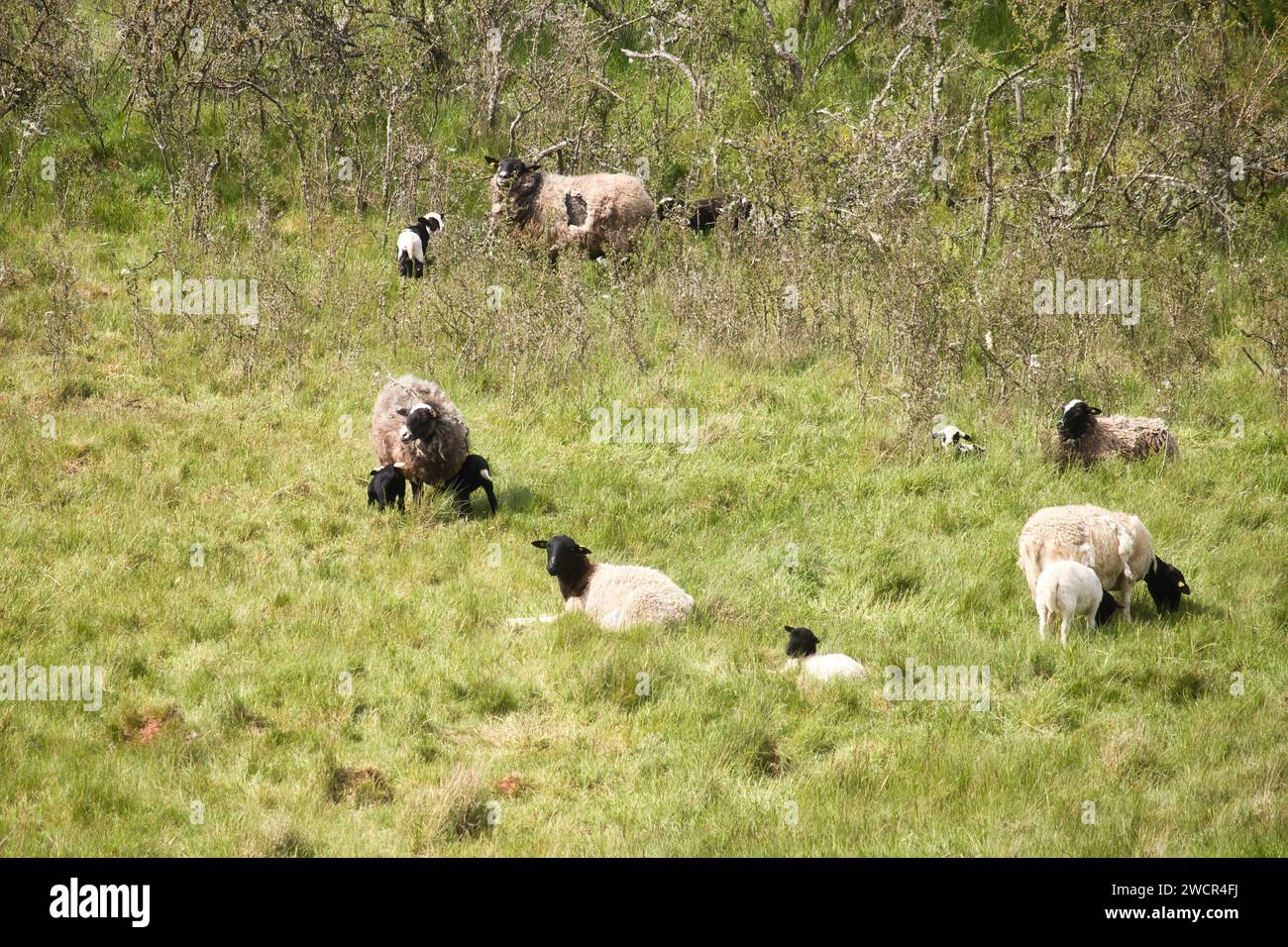 Brebis et agneaux dans une prairie avec de l'herbe et des arbres un jour de printemps près de Lohnsfeld, Allemagne. Banque D'Images