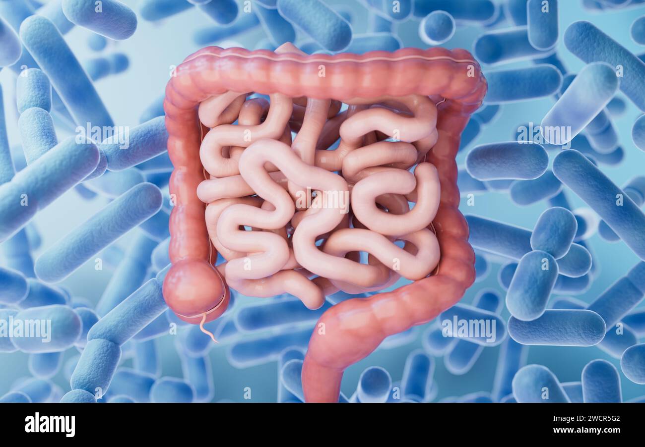 Tractus intestinal avec concept de santé digestive, rendu 3D. Illustration 3D. Banque D'Images