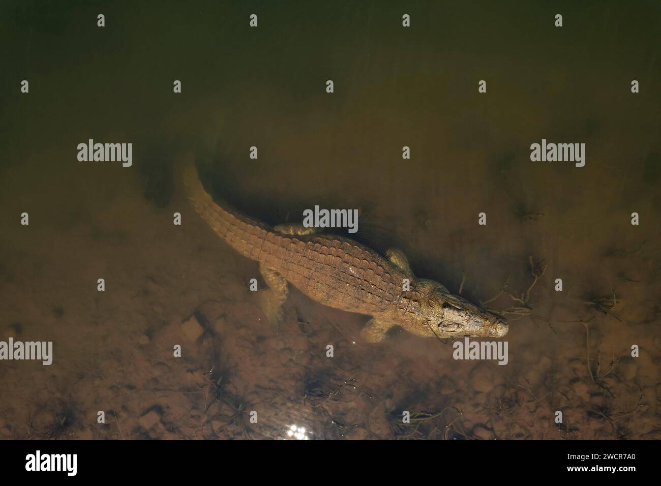 Picture crocodile Banque de photographies et d'images à haute résolution -  Alamy