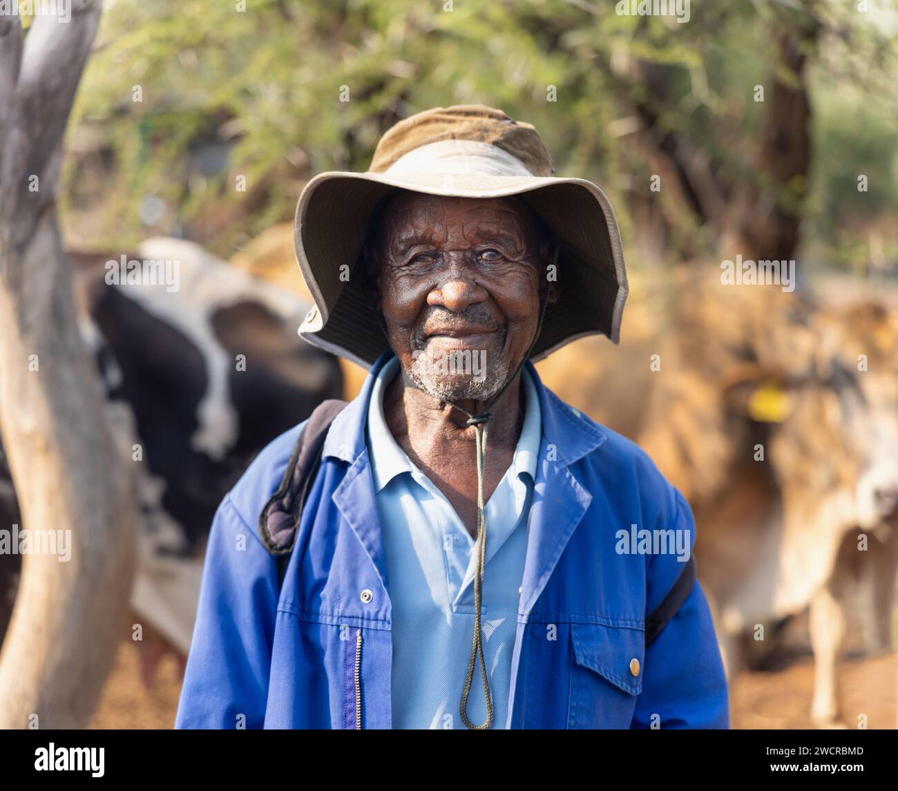 Vieux berger africain avec les vaches dans le champ, village au Botswana Banque D'Images