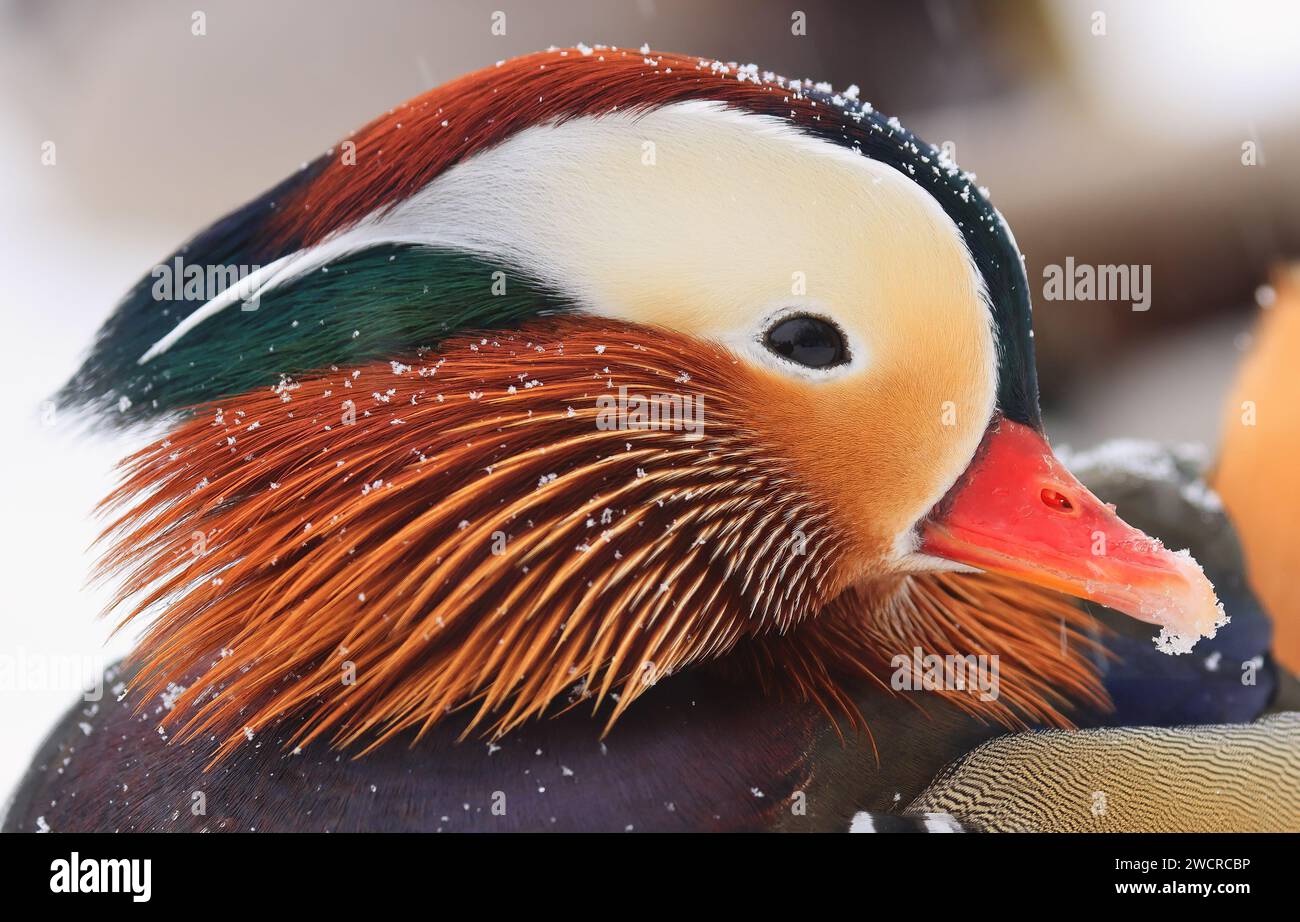 Portrait de canard mandarin en hiver, Québec, Canada Banque D'Images