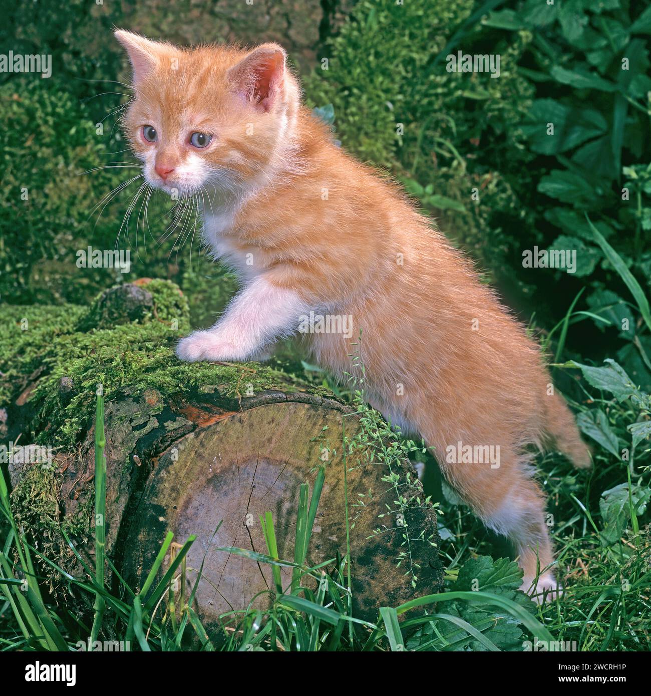 Curieux chaton rouge explorant le jardin, appuyé contre un vieux tronc pour une meilleure vue. pet, Allemagne Banque D'Images