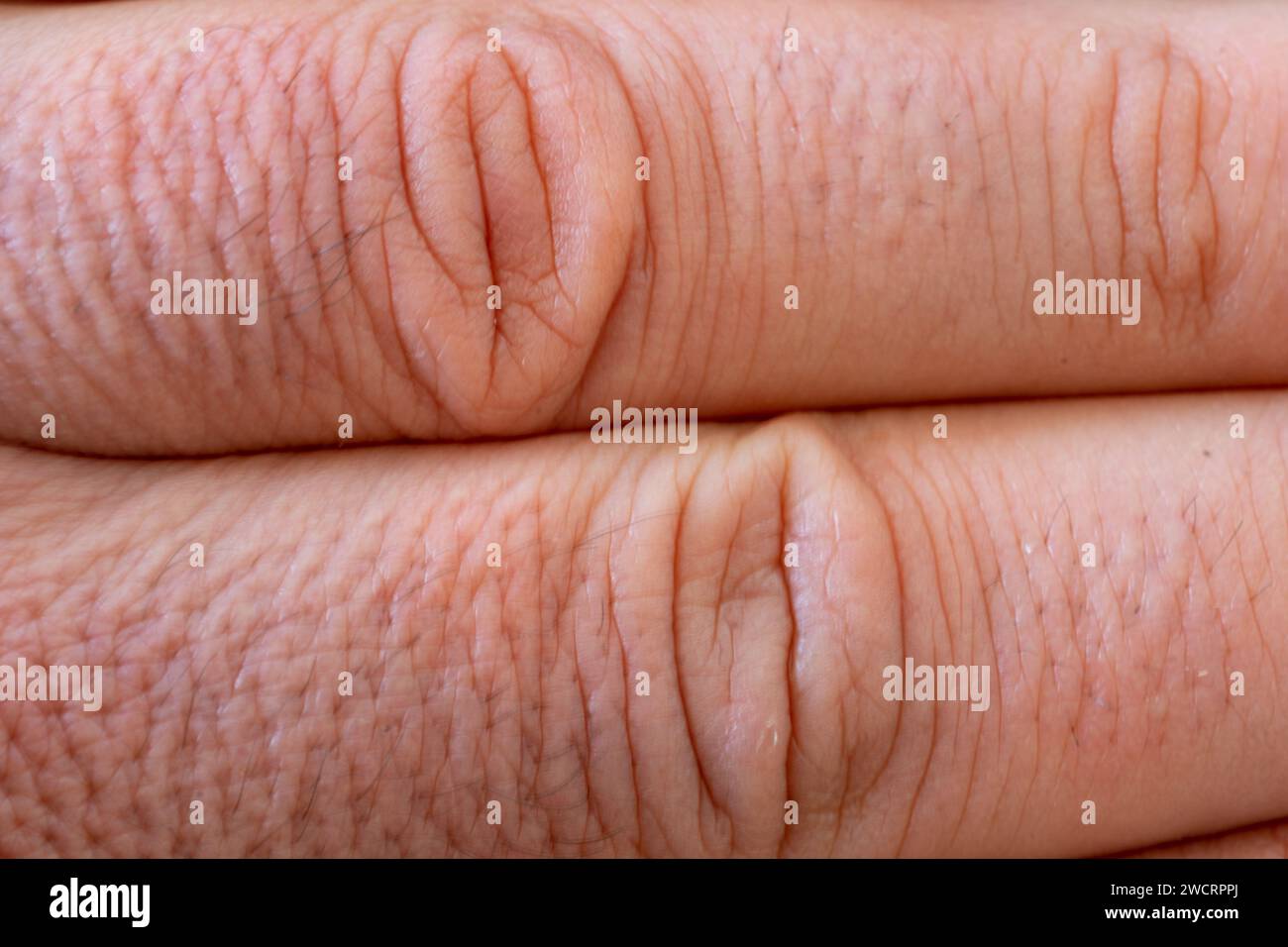 partie des deux doigts de la main humaine, index et majeur. Banque D'Images