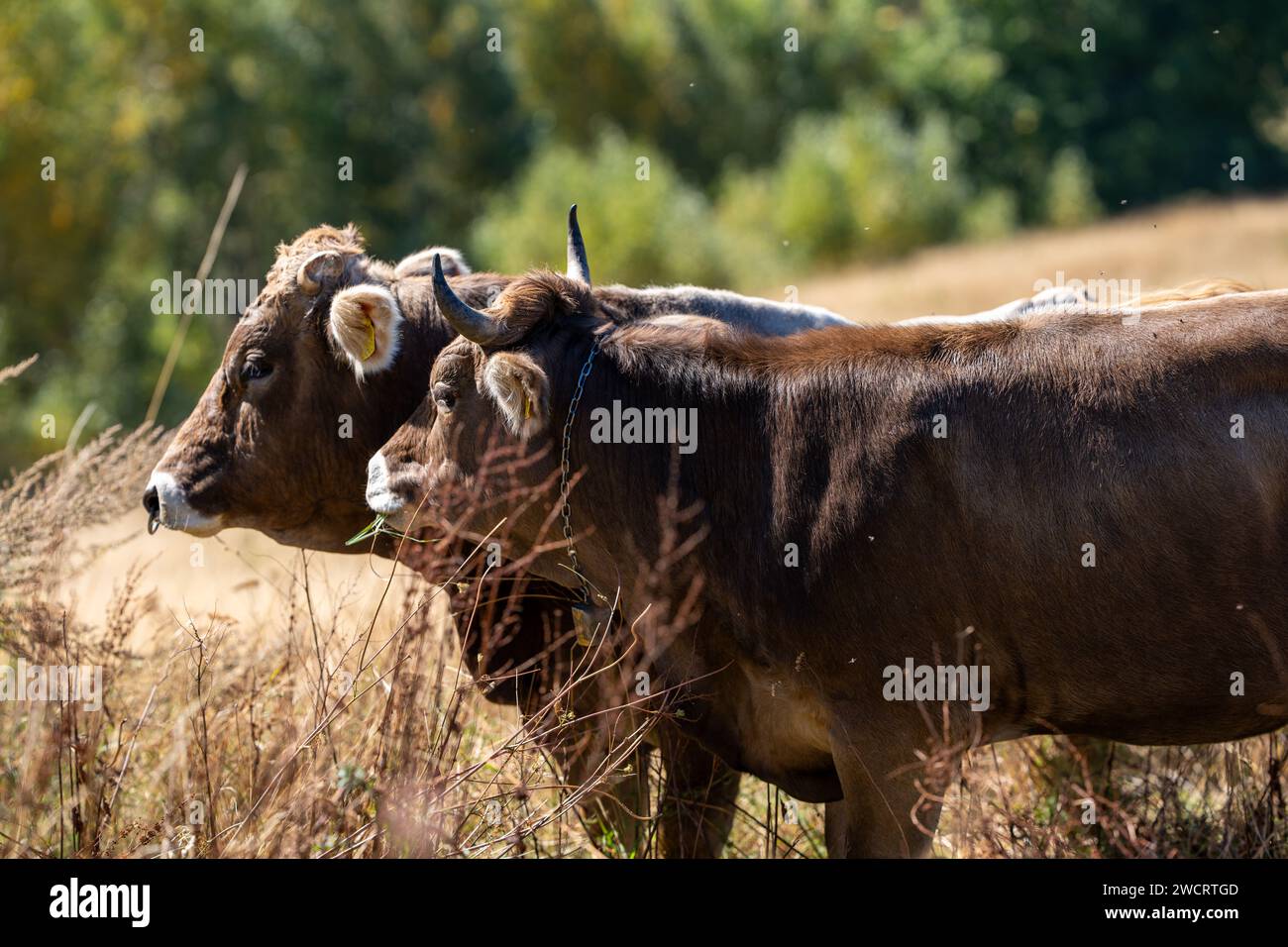 Une vue pittoresque des vaches paissant paisiblement dans un champ, avec une ancienne ferme en arrière-plan Banque D'Images