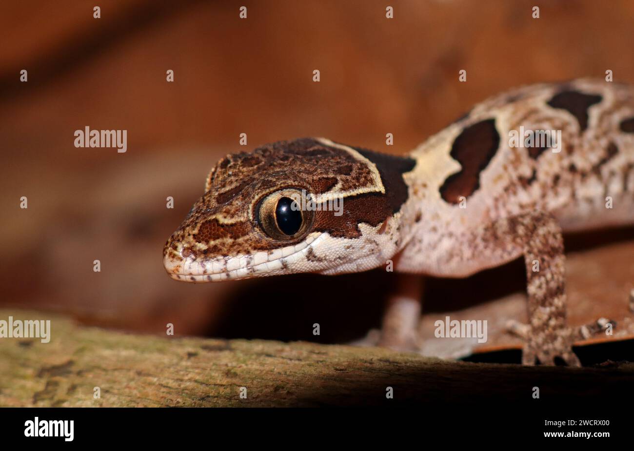 Gecko angularis (Cyrtodactylus angularis) Banque D'Images