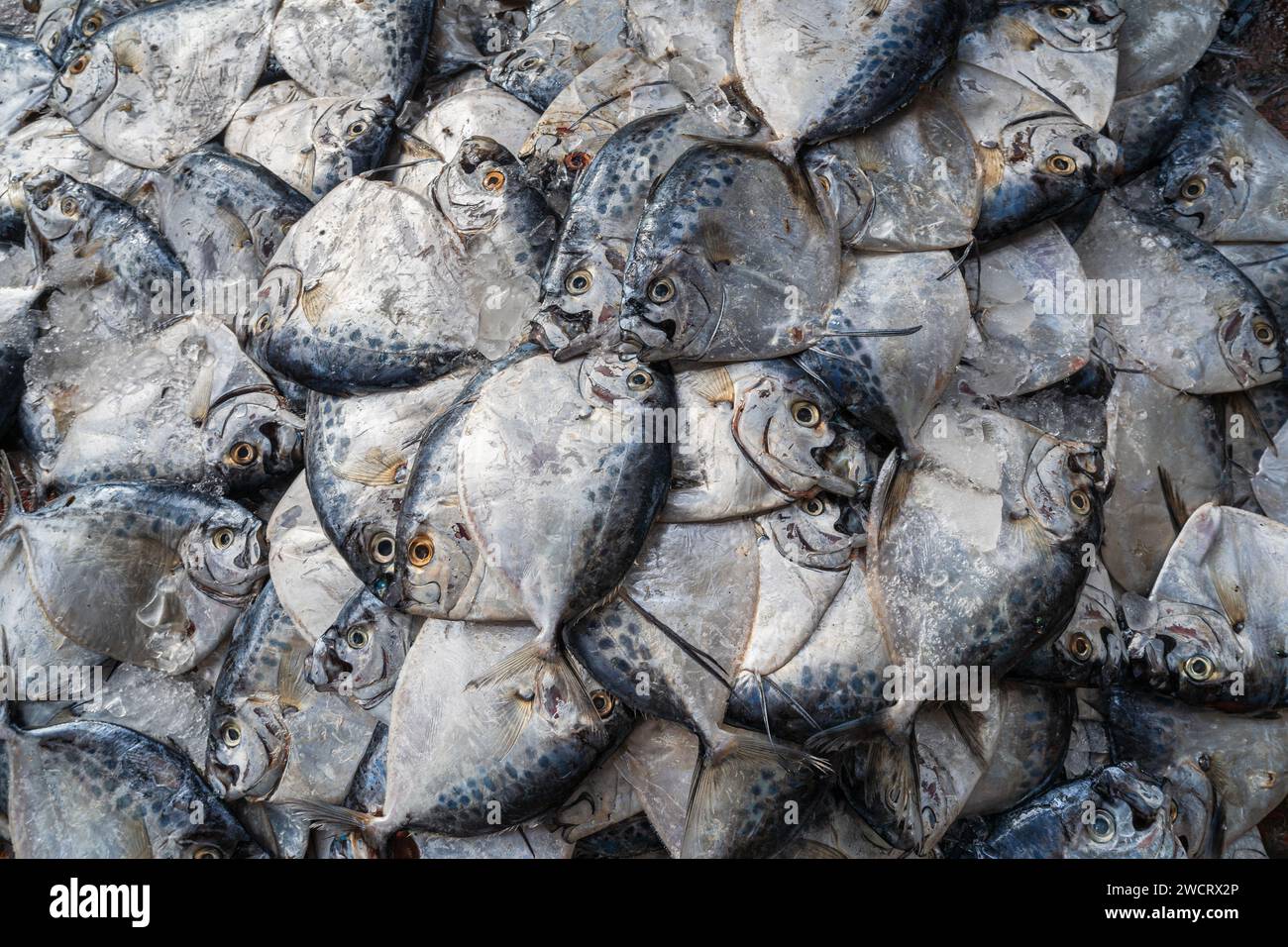 Vue rapprochée des prises de poissons de mer frais au marché de pêche ghat, Cox's Bazar, Bangladesh Banque D'Images