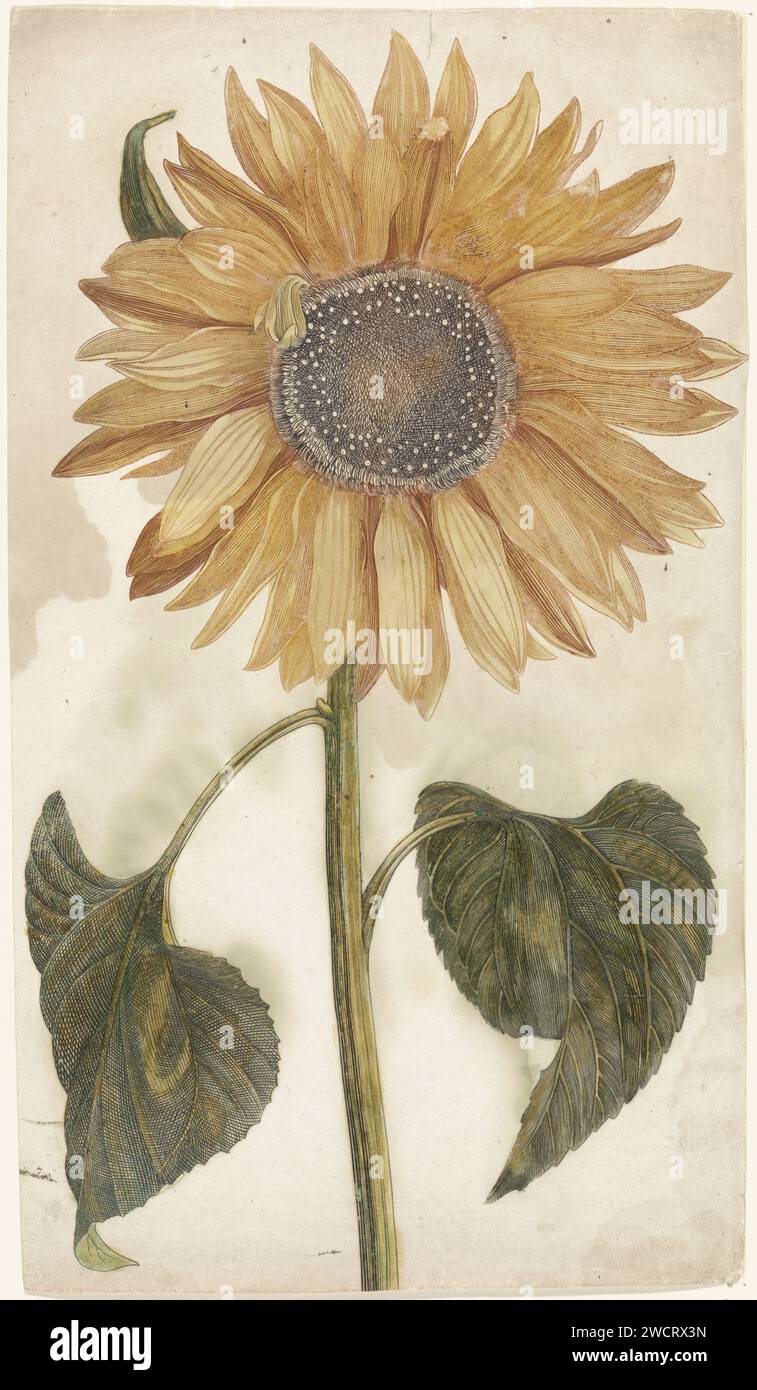 Zonnebloem, Anonyme, 1688 - 1698 imprimer pays-Bas papier gravure fleurs : tournesol Banque D'Images