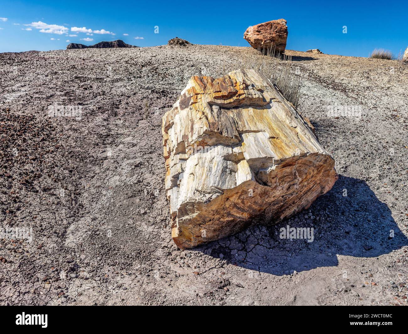 Roches pétrifiées de la forêt pétrifiée près de Holbrook Arizona, USA Banque D'Images