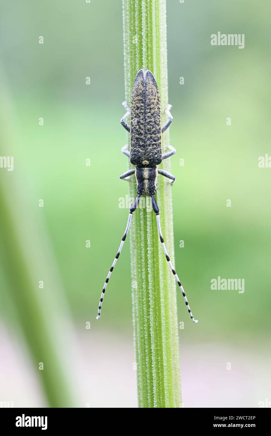 Agapanthia villosoviridescens, connue sous le nom de coléoptère gris à fleurs dorées, insecte finlandais Banque D'Images