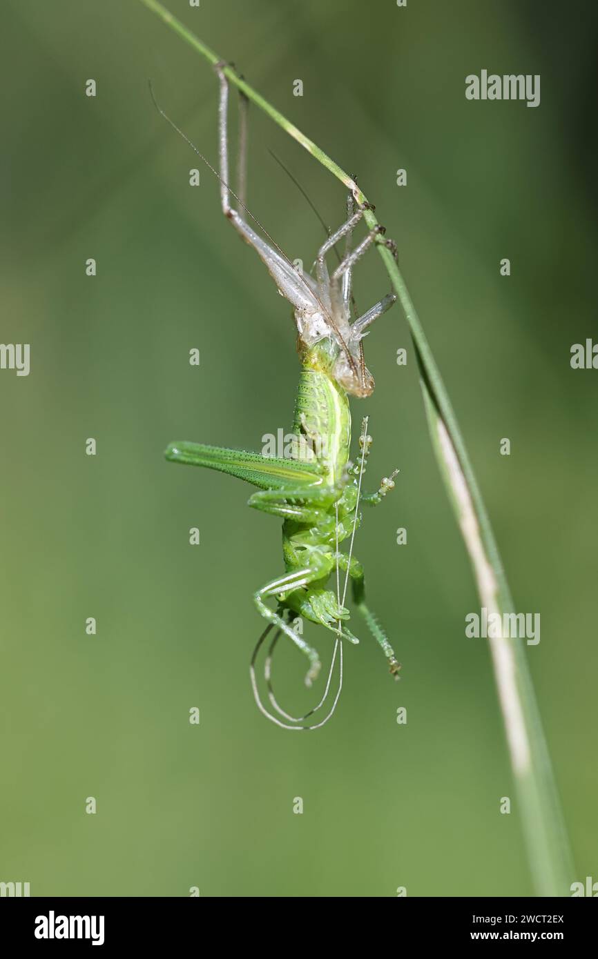 Tettigonia viridissima, communément connu comme le grand buisson-cricket vert effleurant la peau nymphale Banque D'Images