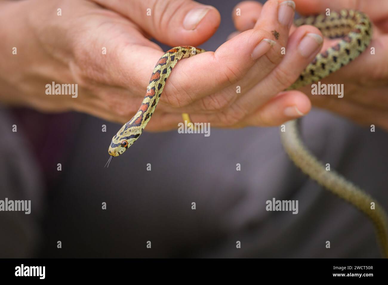 Un très jeune serpent léopard (Zamenis situla) dans une main, automne en Croatie Banque D'Images