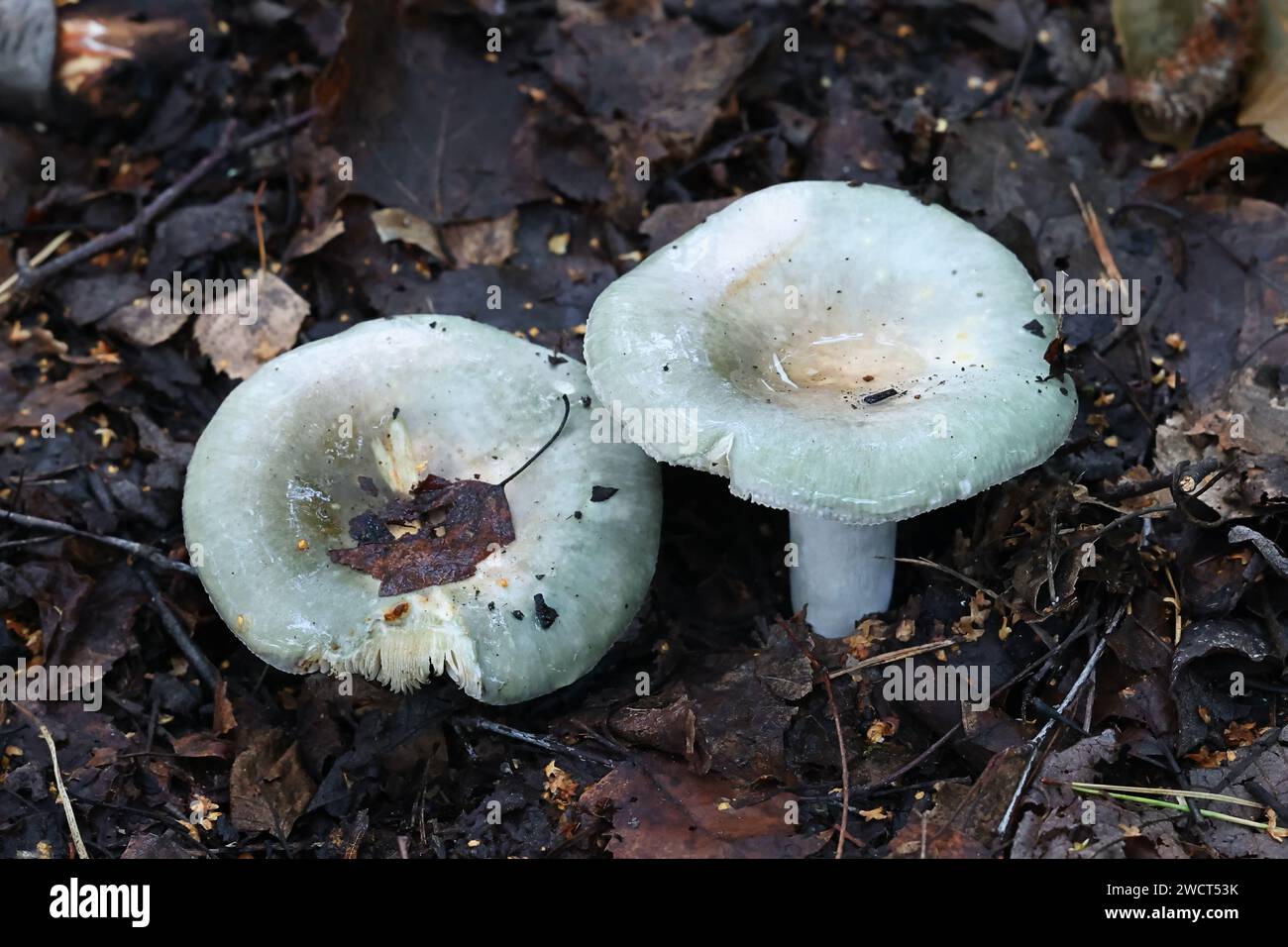 Russula glauatroca, un champignon brittlegill de Finlande sans nom anglais commun Banque D'Images