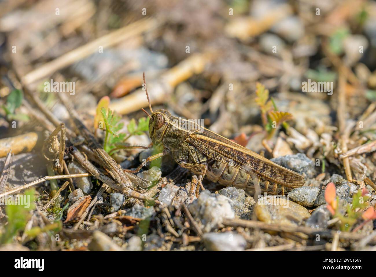 Un criquet italien (Calliptamus italicus) reposant sur le sol, journée ensoleillée en été, Vienne (Autriche) Banque D'Images