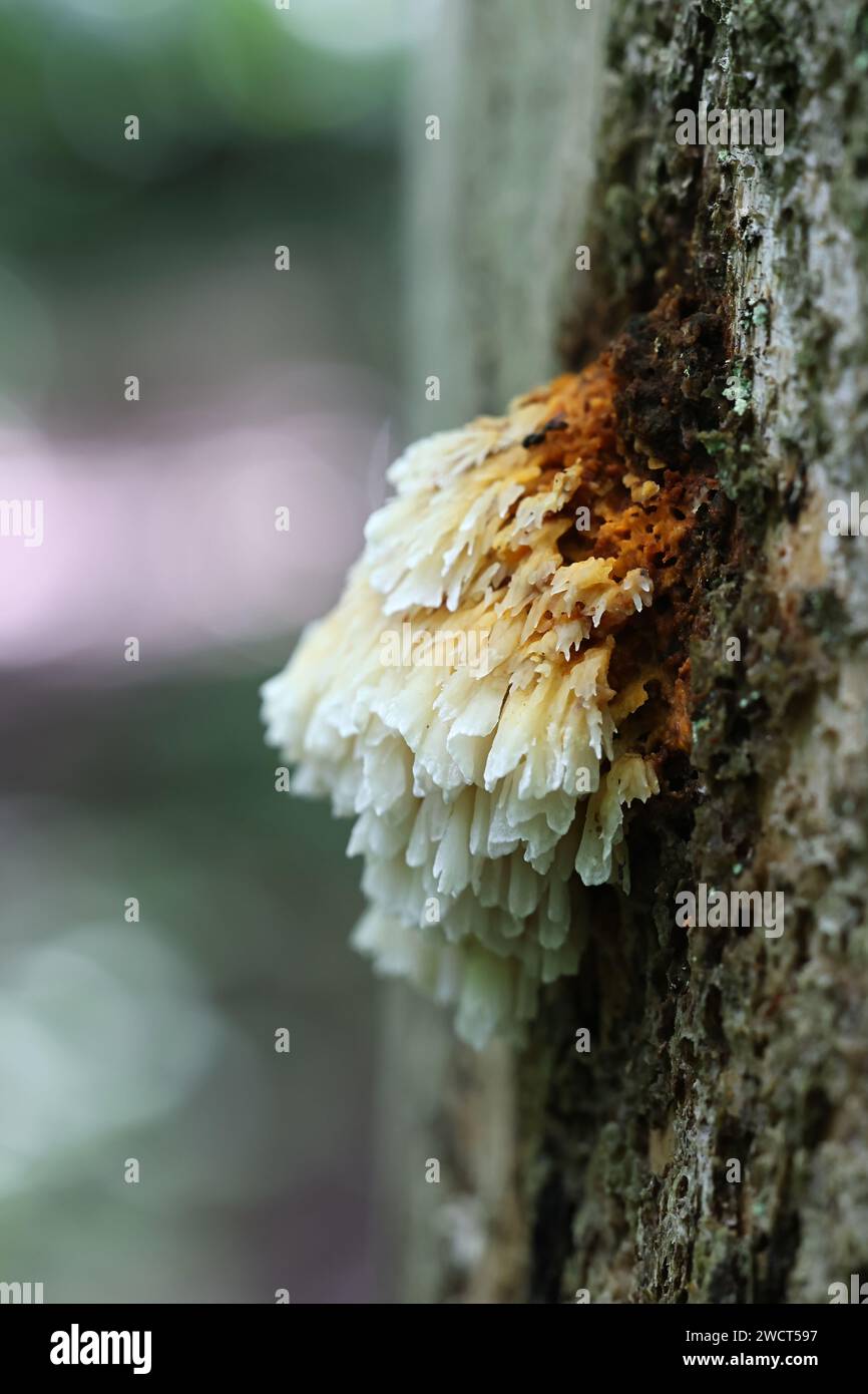 Pycnoporellus alboluteus, communément connu sous le nom de polypore de l'éponge orange, champignon sauvage de Finlande Banque D'Images