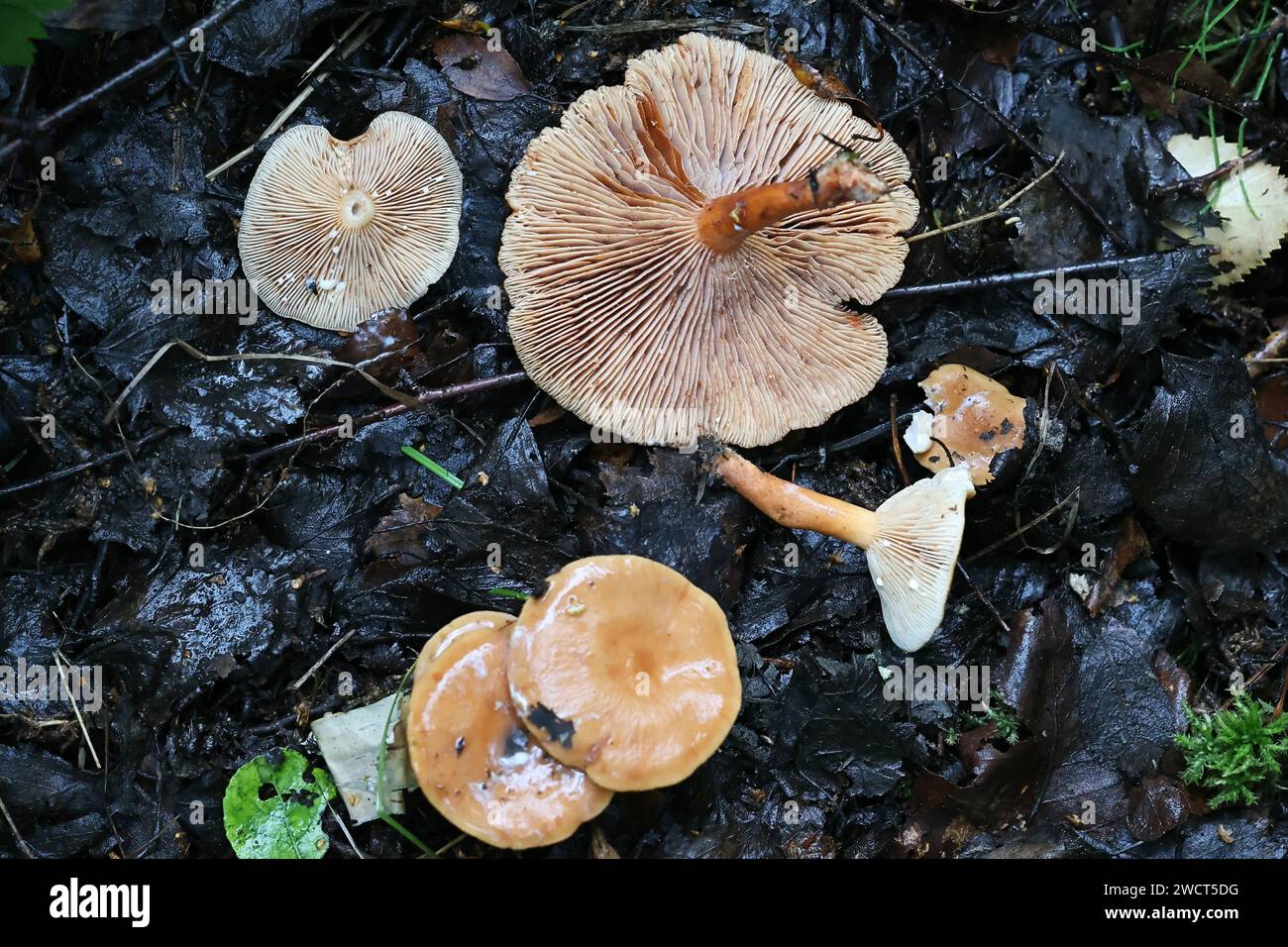 Lactarius lacunarum, champignon calotte de lait sauvage de Finlande Banque D'Images