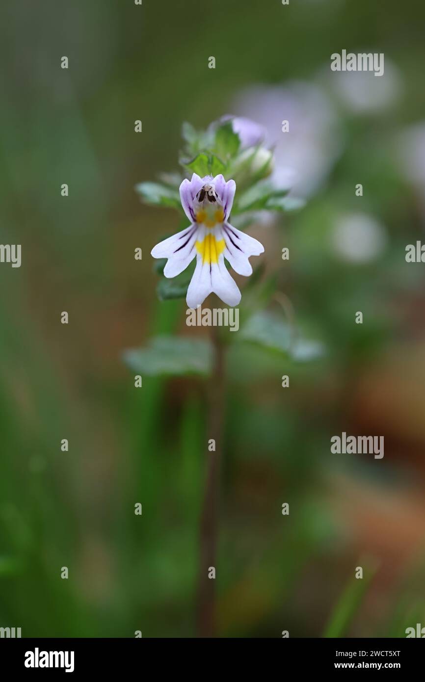 Médicament Eyebright, Euphrasia stricta, également connu sous le nom de European Eyebright, Glossy Eyebright ou Stiff Eyebright, plante médicinale traditionnelle de Finlande Banque D'Images
